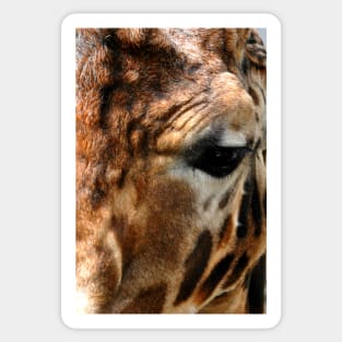 African Giraffe Amelopardalis Giraffa Sticker